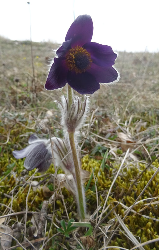 Pulsatilla montana - Ranunculaceae